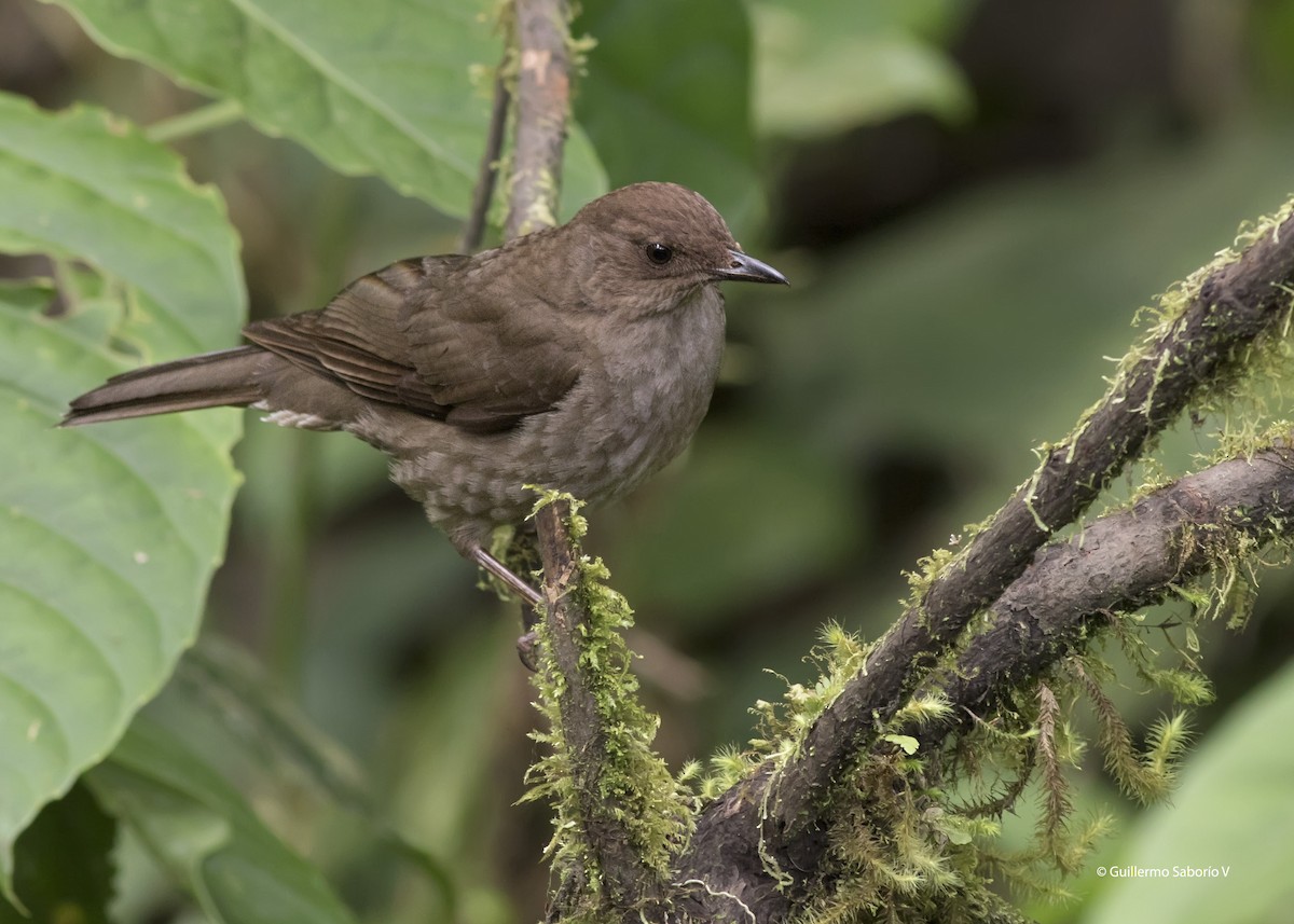 Mountain Thrush - Guillermo  Saborío Vega