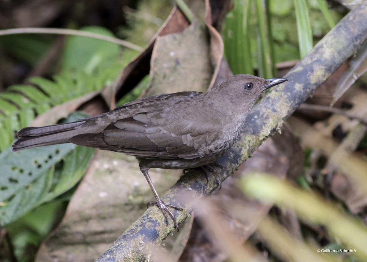 Mountain Thrush - ML87721691