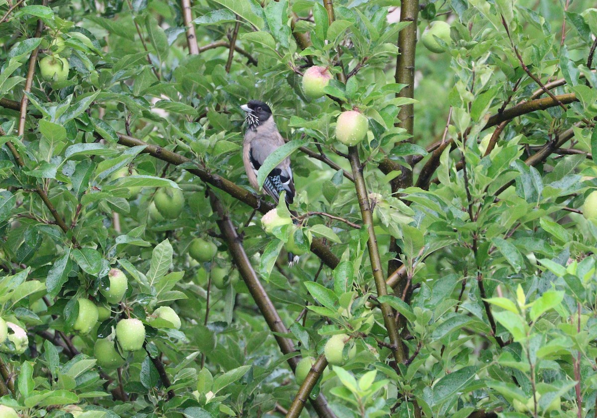 Black-headed Jay - ML87721731