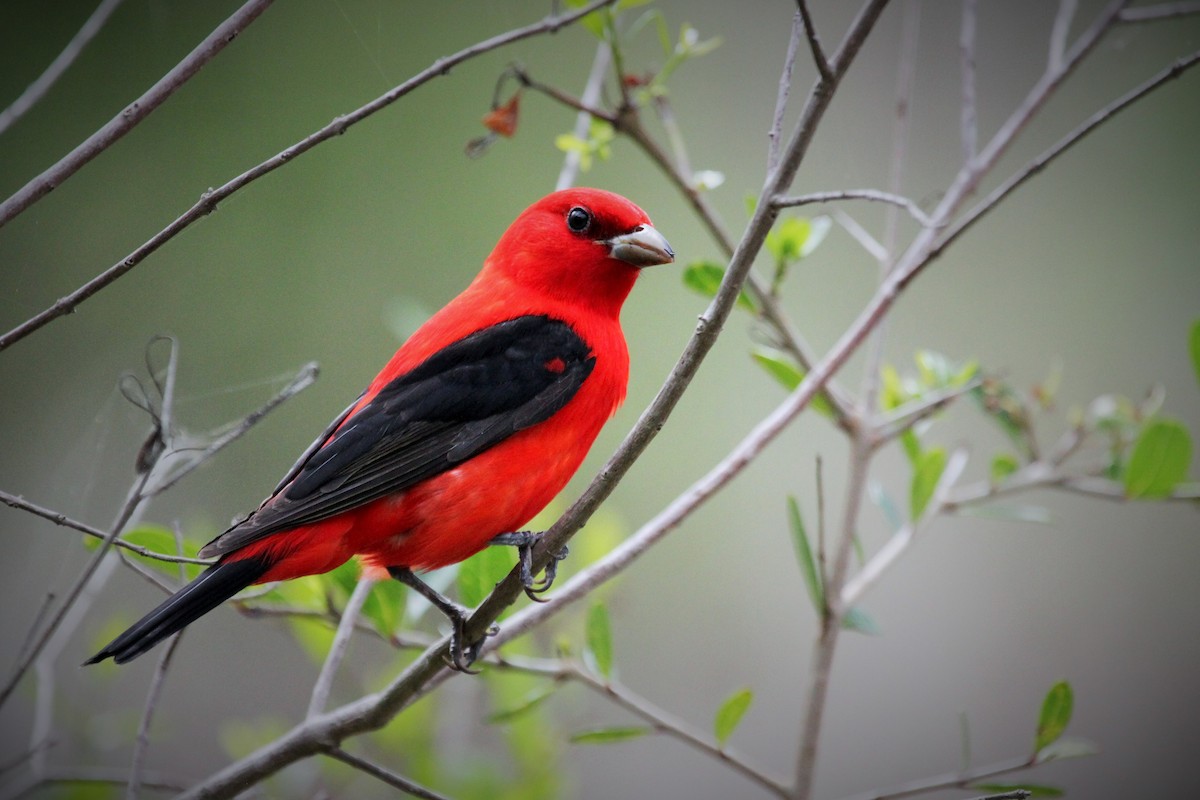 Scarlet Tanager - Anne Ruben