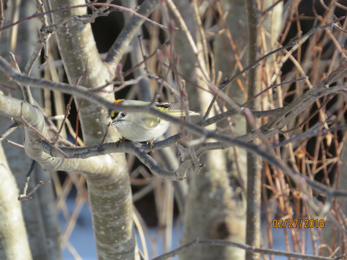 Golden-crowned Kinglet - ML87723471