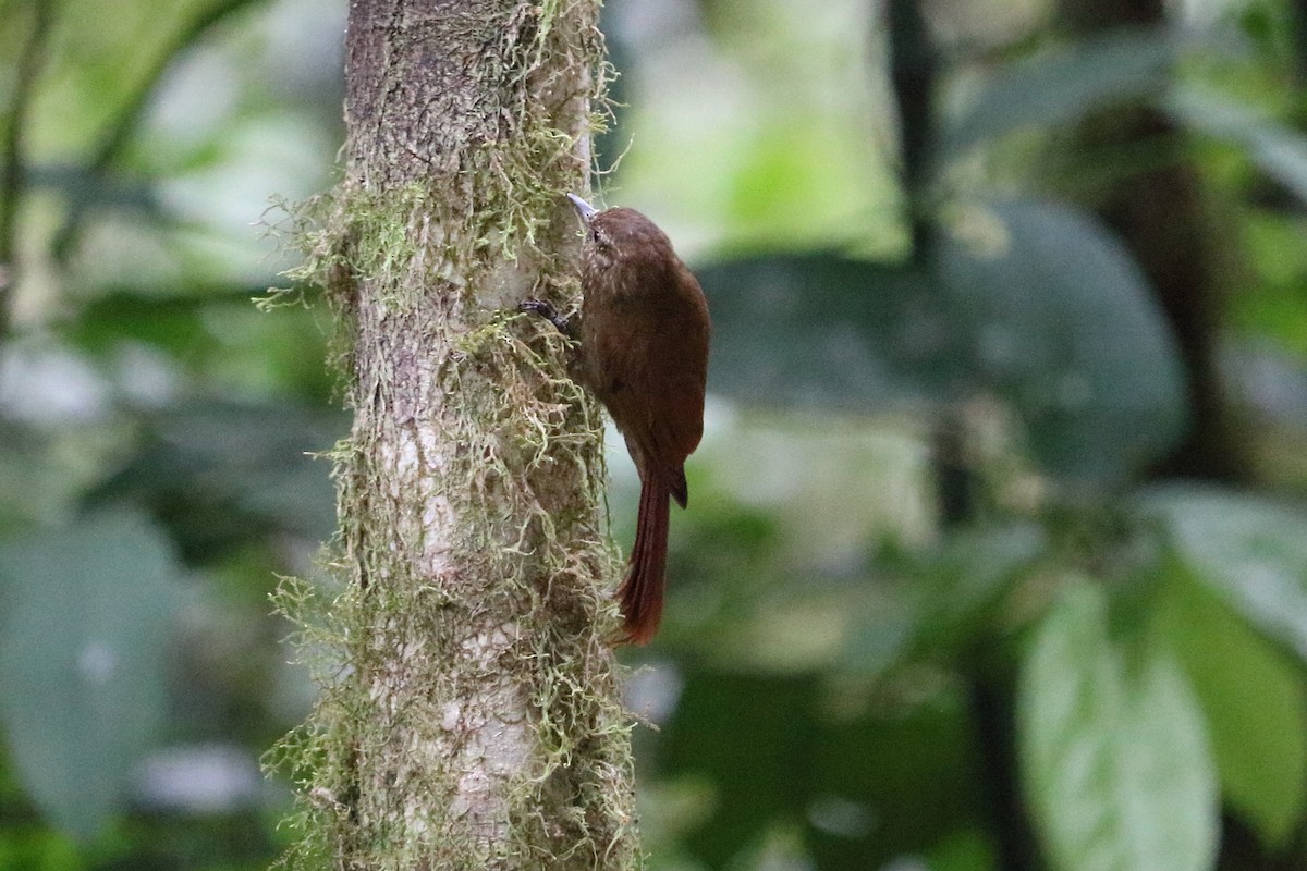 Wedge-billed Woodcreeper - Alta Tanner