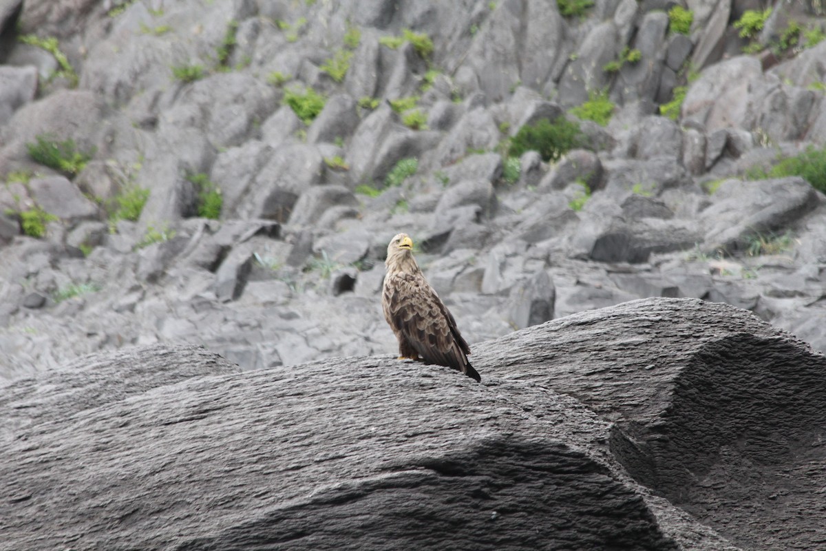 White-tailed Eagle - ML87725011