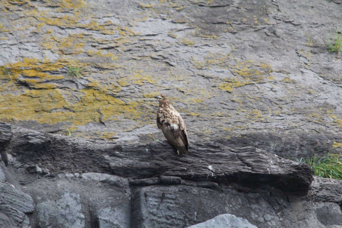 White-tailed Eagle - ML87725031