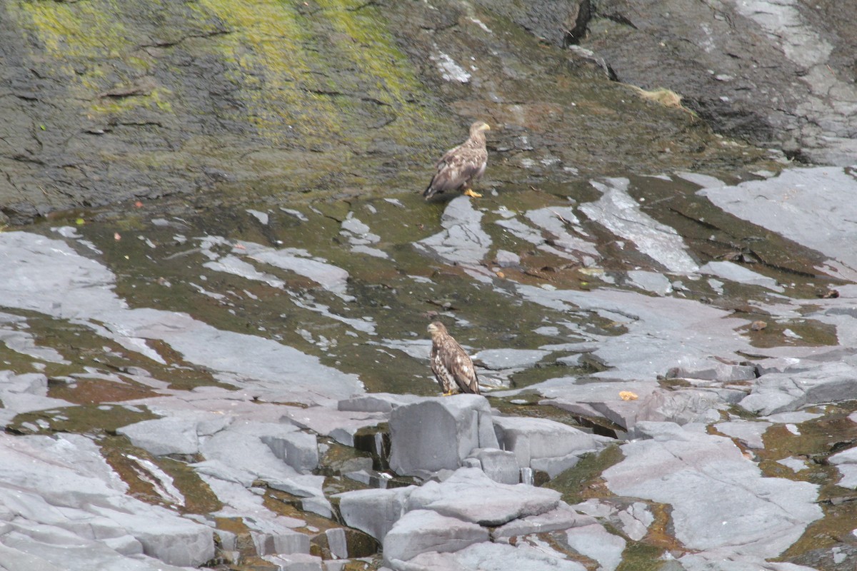 White-tailed Eagle - ML87725041