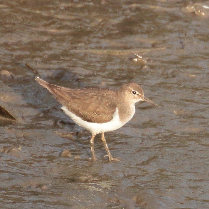 Common Sandpiper - Jaime Pires