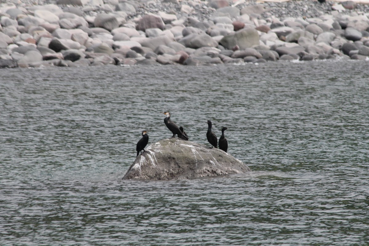 Pelagic Cormorant - ML87725941