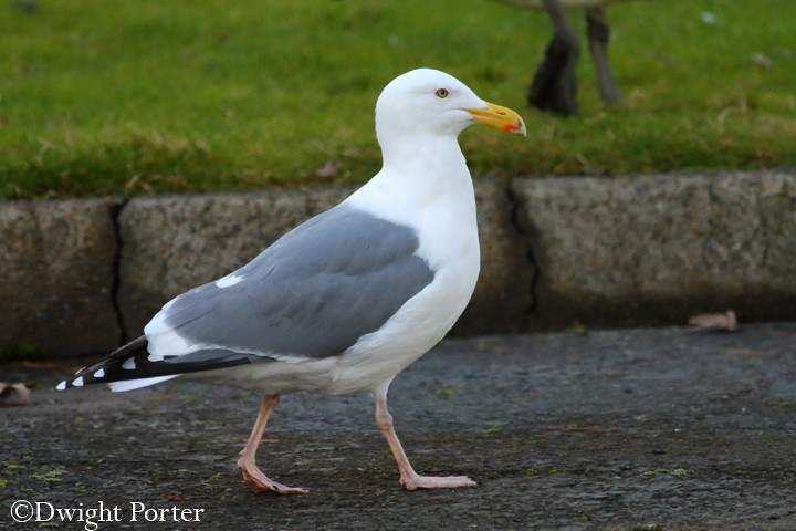 Western Gull - Dwight Porter