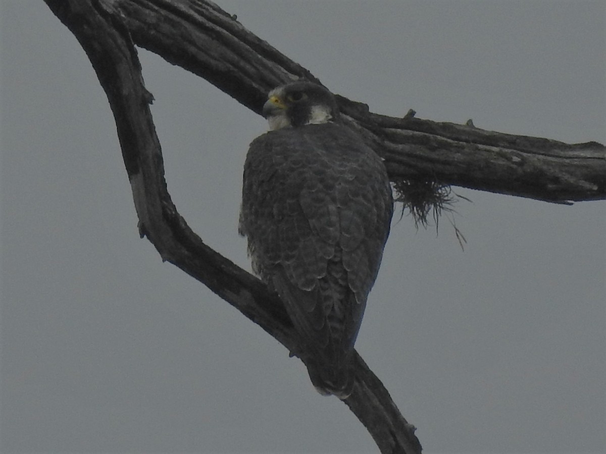 Halcón Peregrino - ML87727981