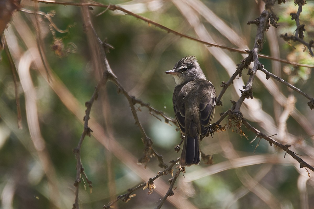 Southern Beardless-Tyrannulet - ML87728351