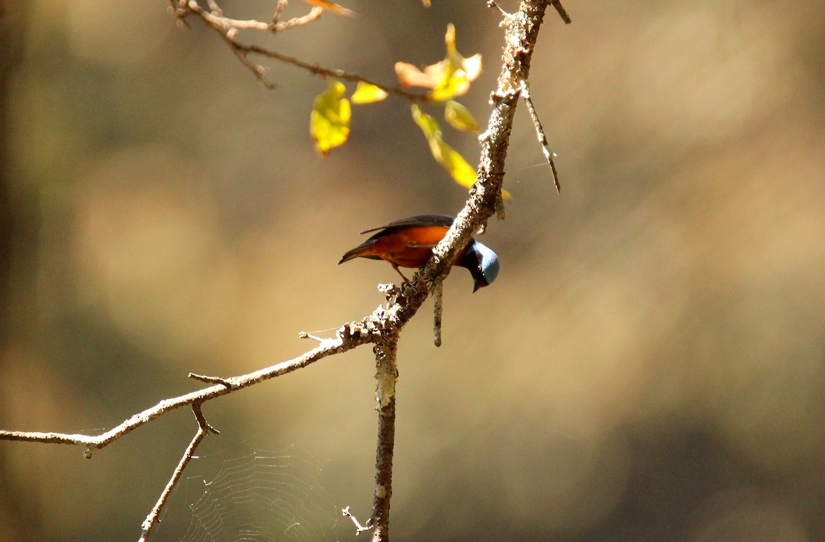 Elegant Euphonia - ML87729231