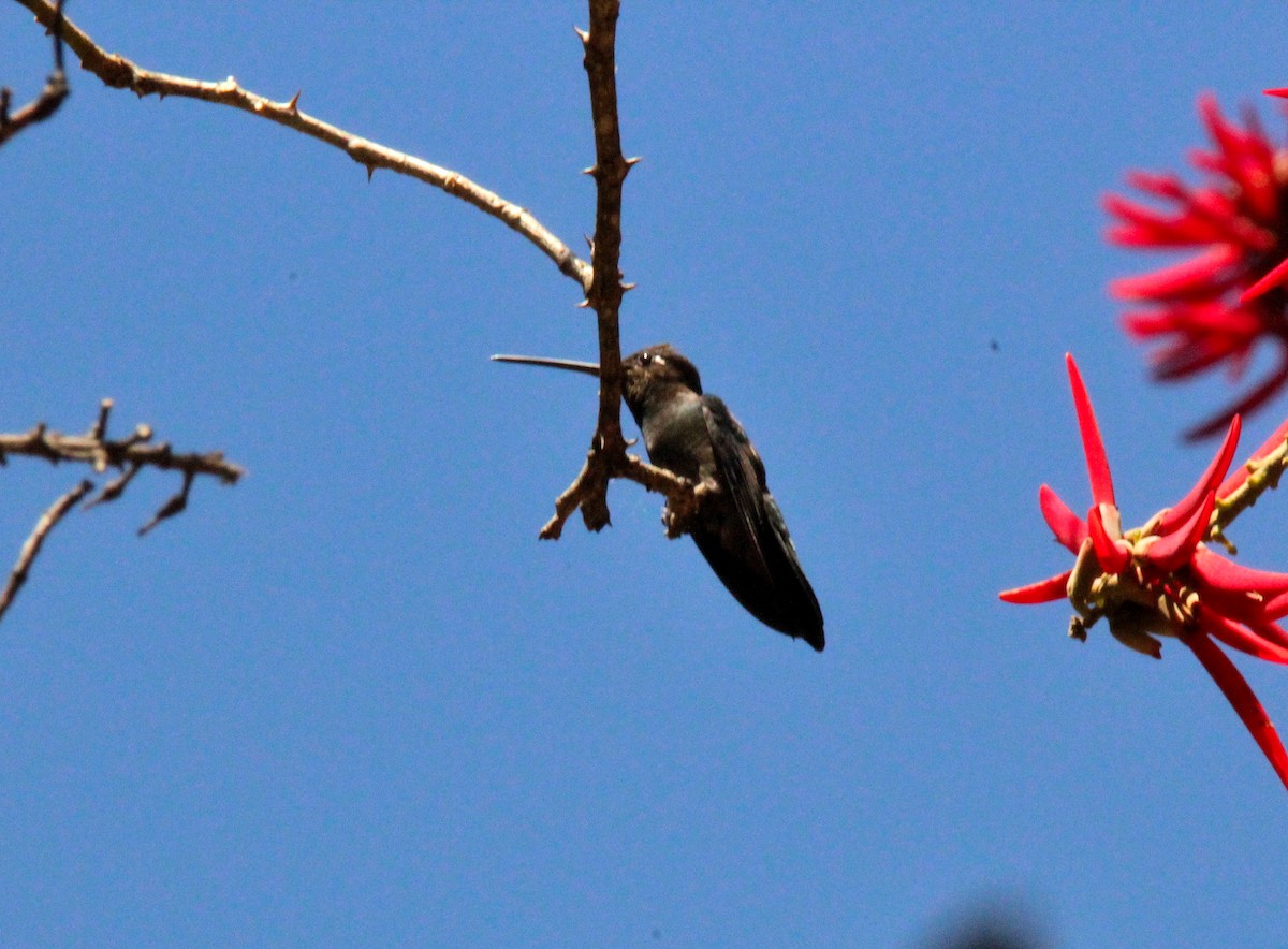 Rivoli's Hummingbird - Ismael Mancilla