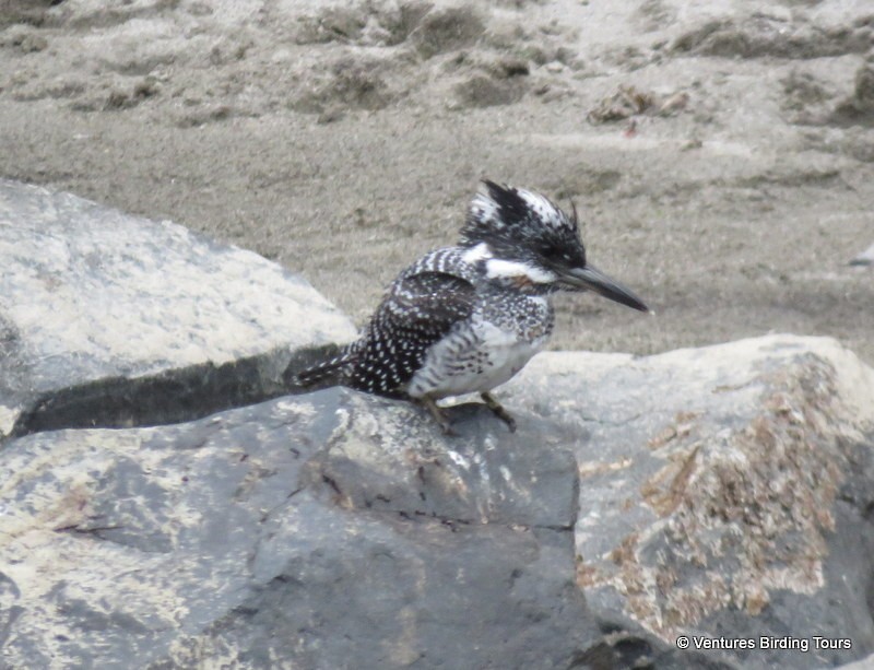 Crested Kingfisher - ML87730031