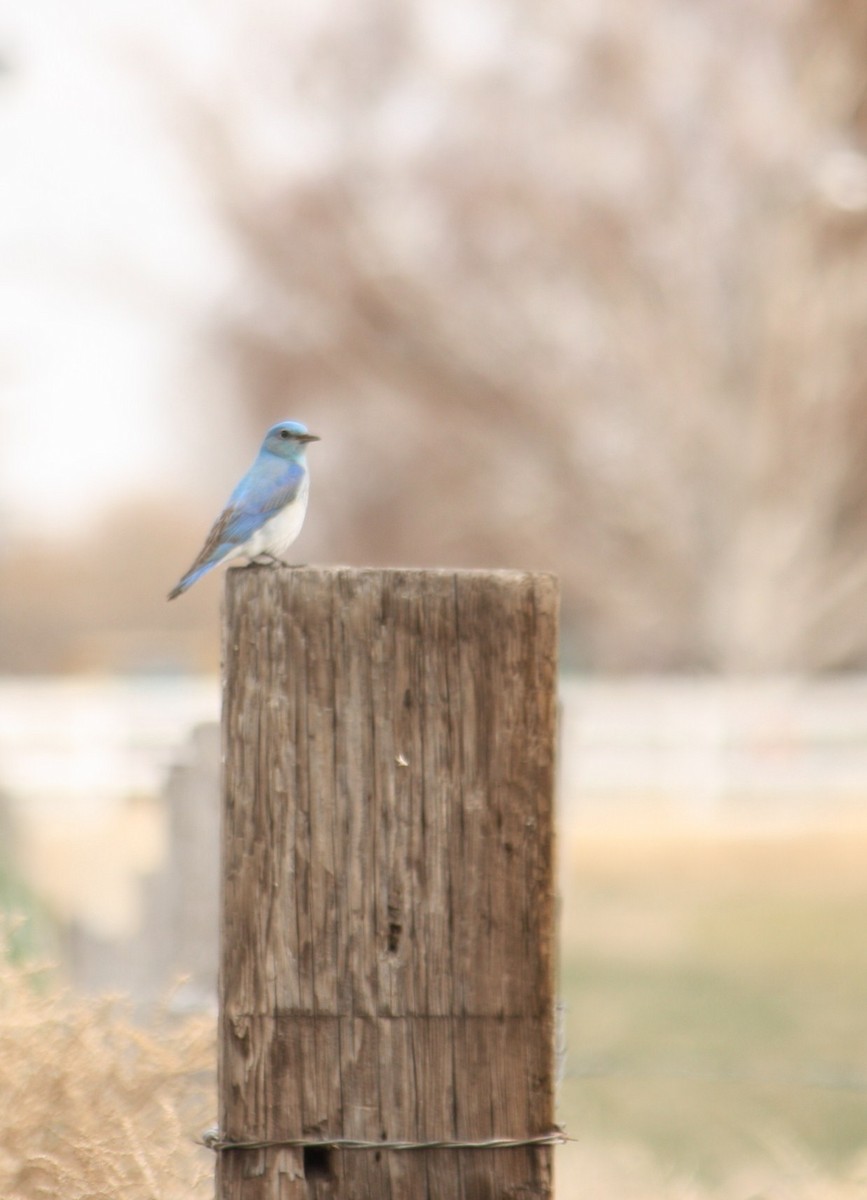 Mountain Bluebird - ML87730291