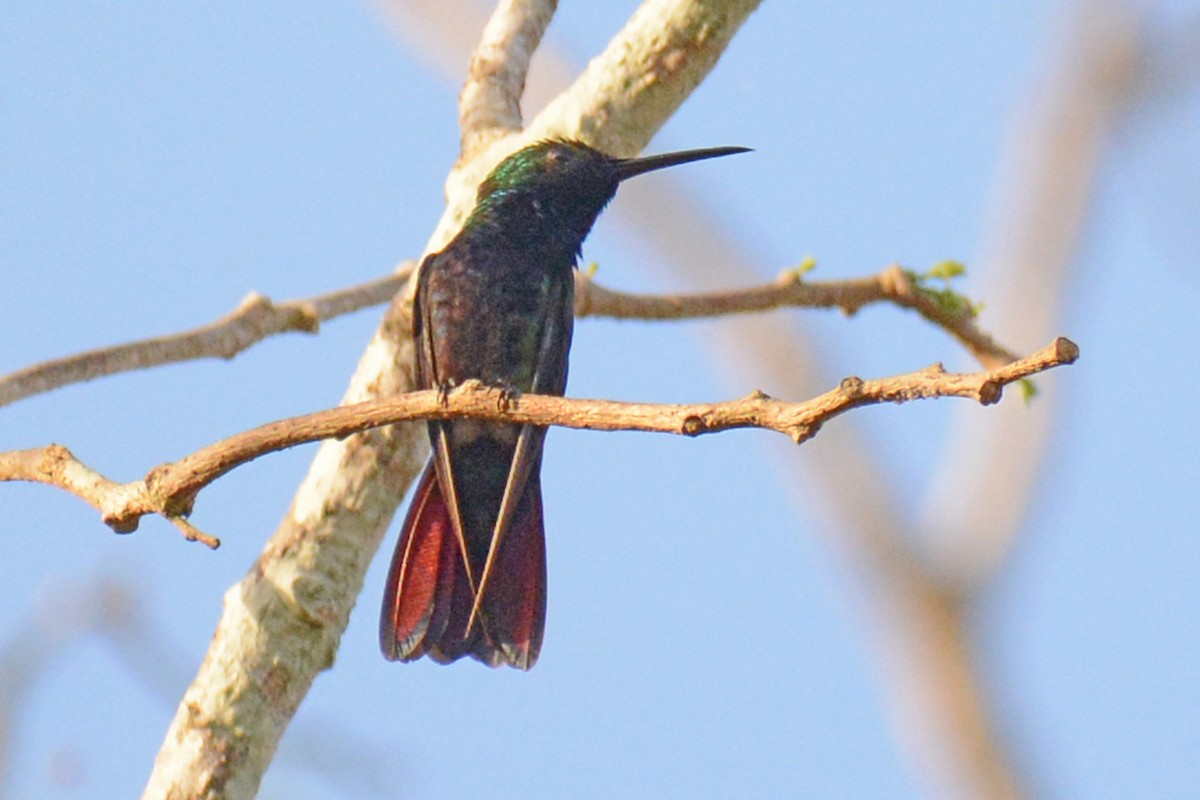 Black-throated Mango - ML87730921