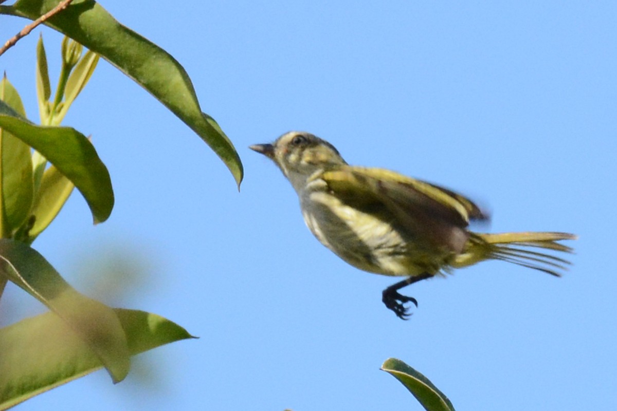 Mosquerito Centroamericano - ML87731101