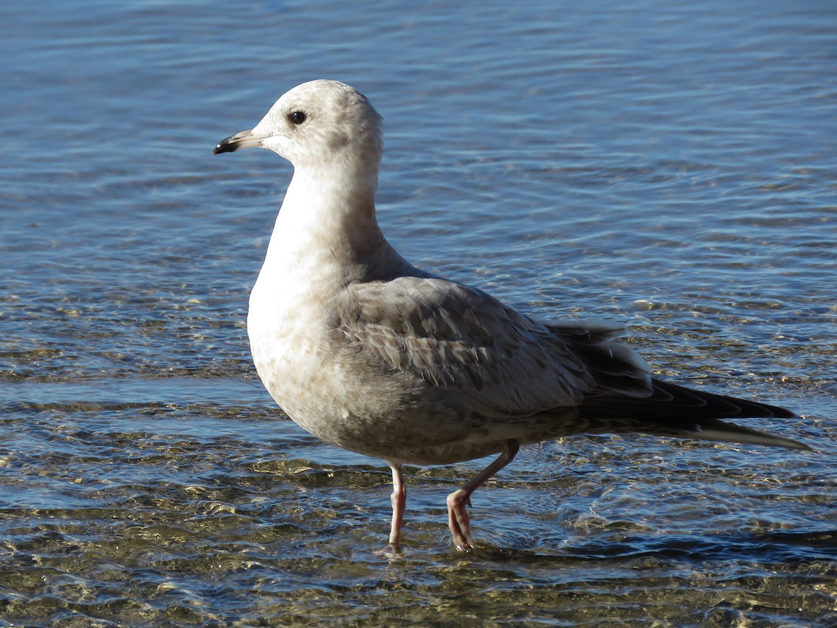 Short-billed Gull - Gena Zolotar