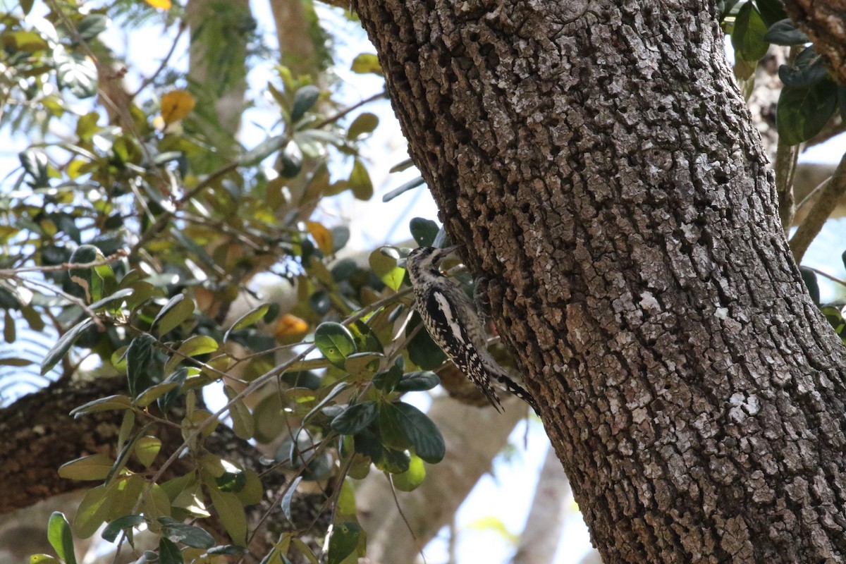 Yellow-bellied Sapsucker - ML87731671