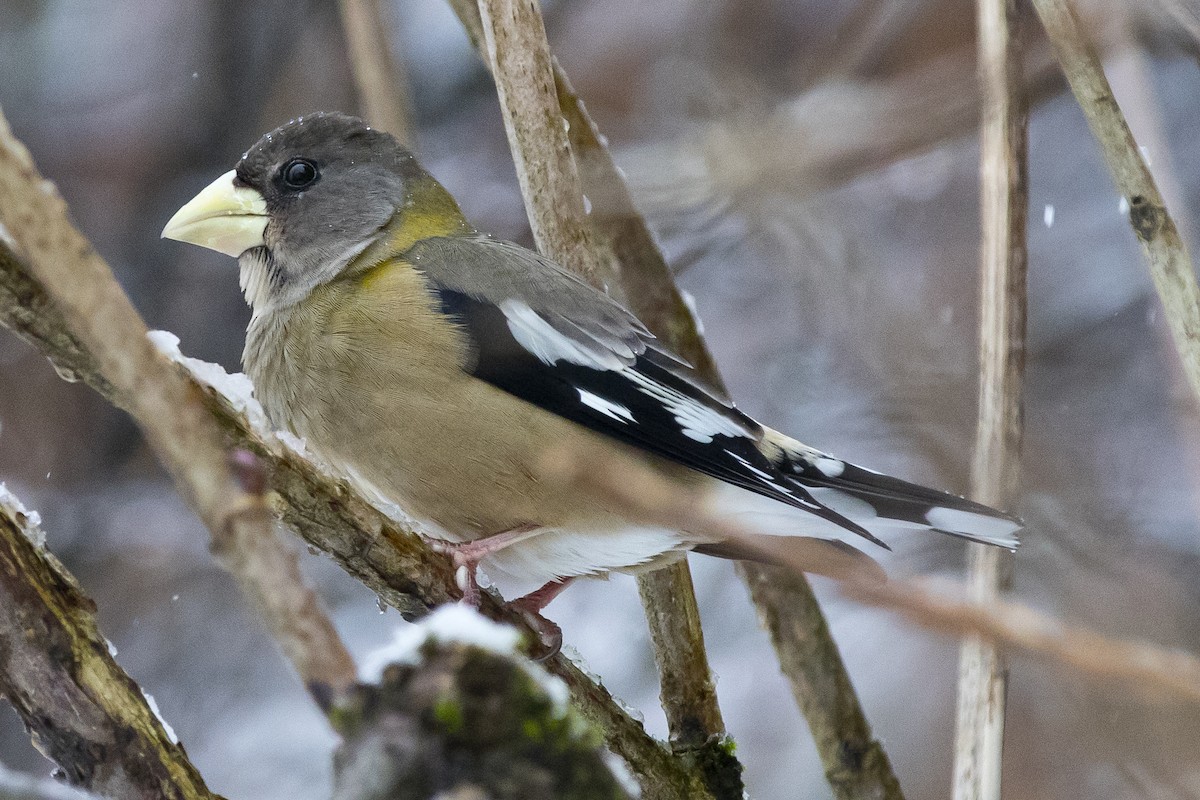 Evening Grosbeak - ML87734091