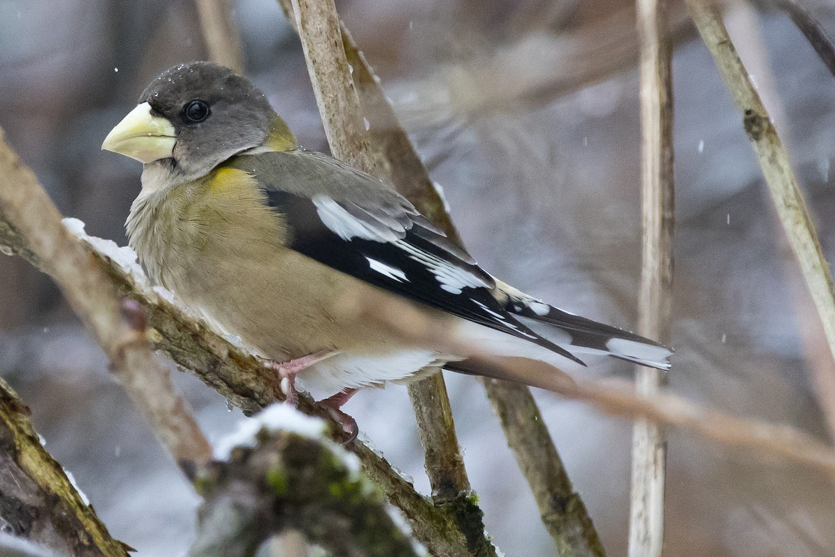 Evening Grosbeak - ML87734141