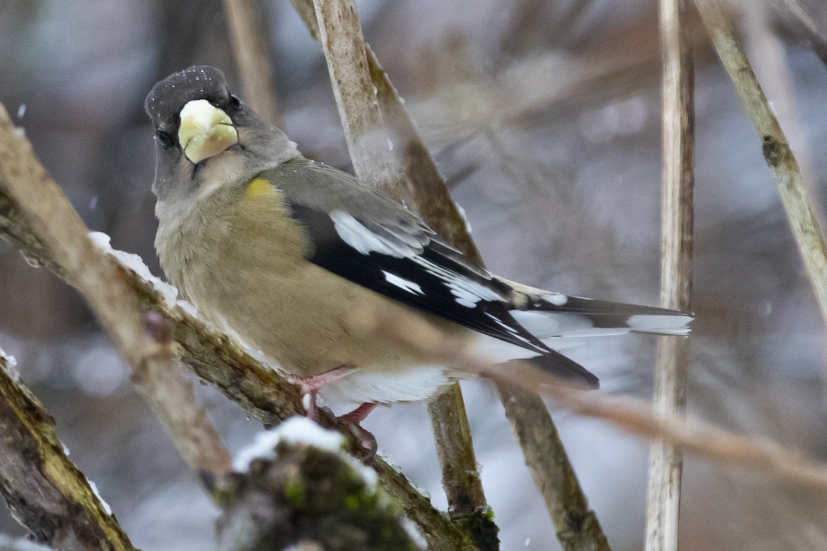 Evening Grosbeak - ML87734241