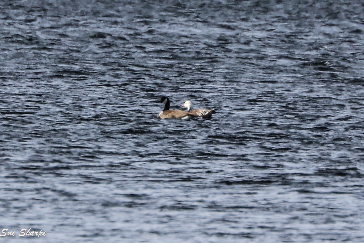 Snow Goose - ML87735101