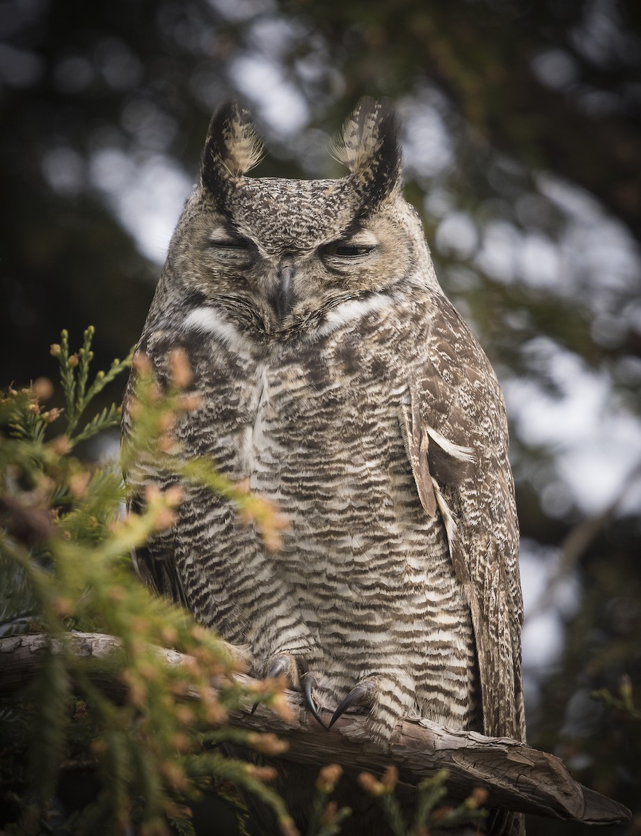 Great Horned Owl - ML87735251