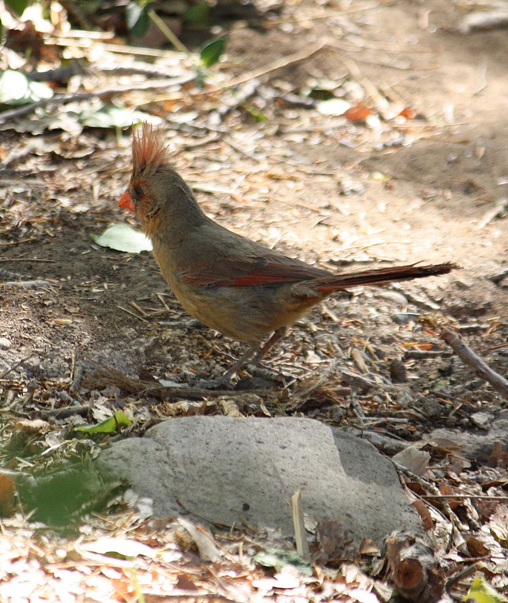 Northern Cardinal - Marya Moosman