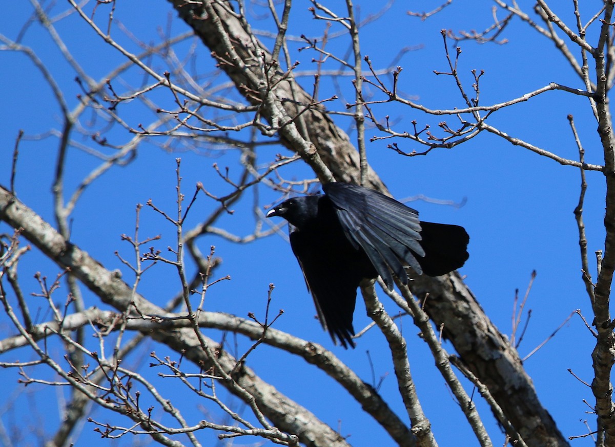 Fish Crow - ML87737071