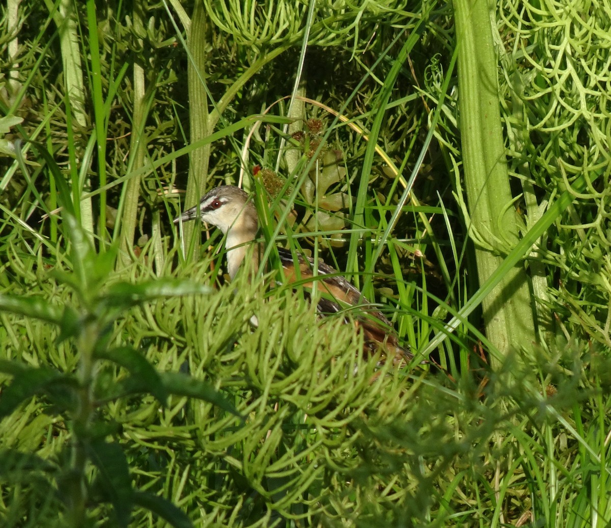 Yellow-breasted Crake - ML87737921