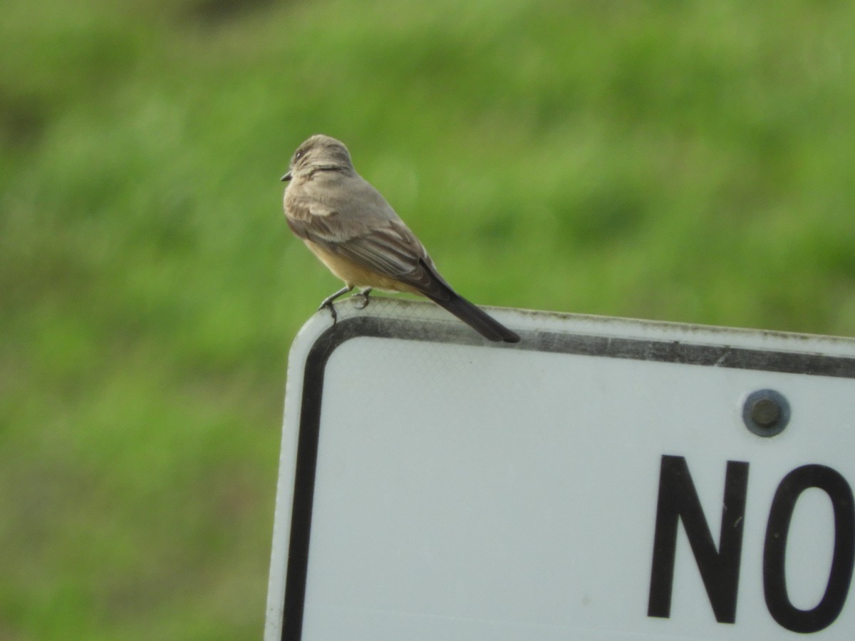 Say's Phoebe - ML87738091