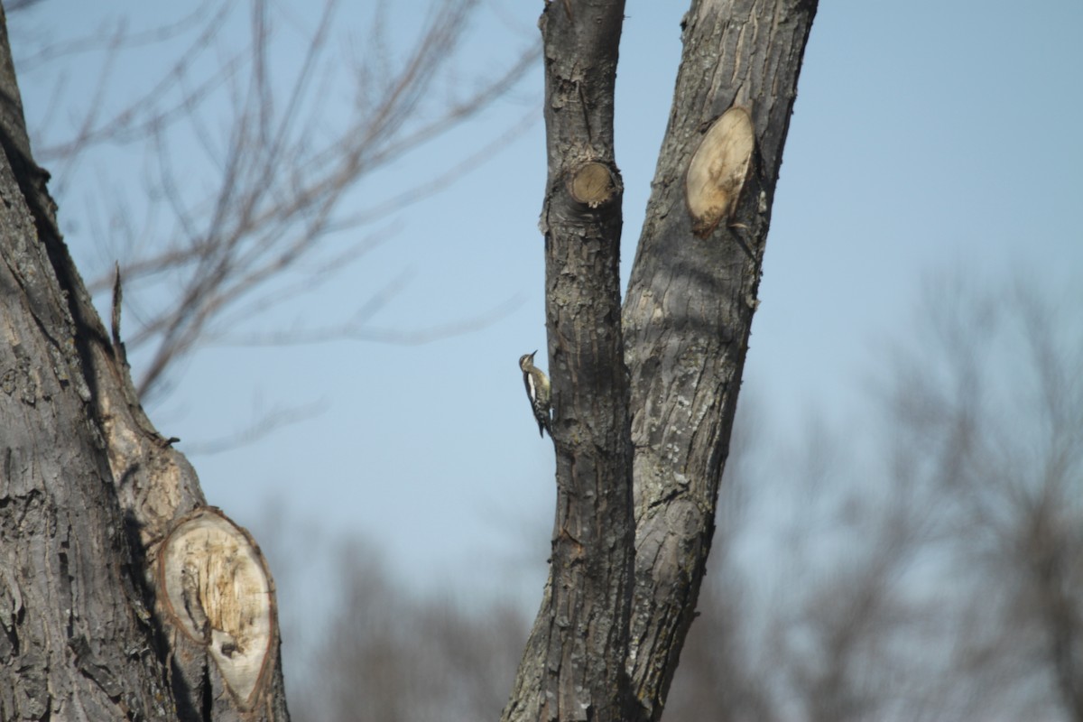 Yellow-bellied Sapsucker - ML87738391