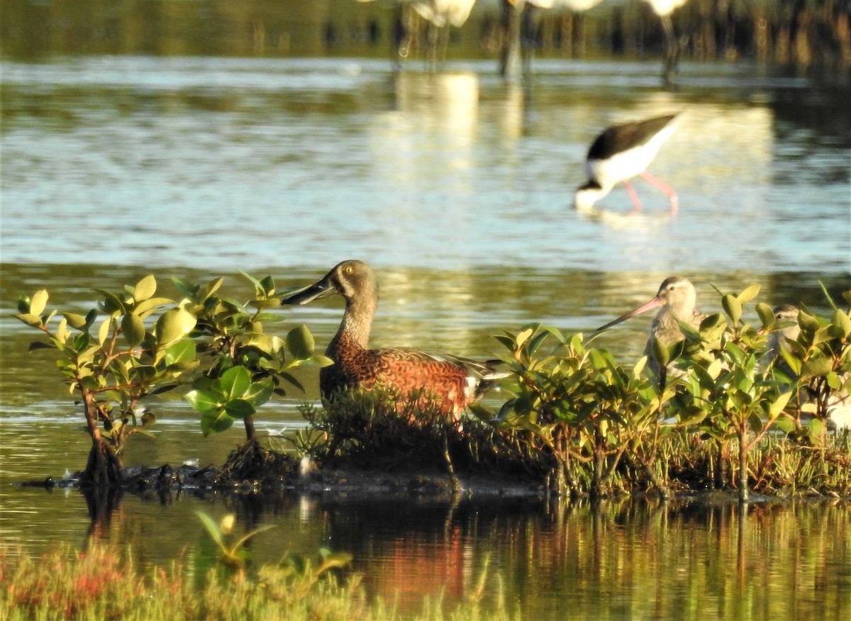 Canard bridé - ML87742681