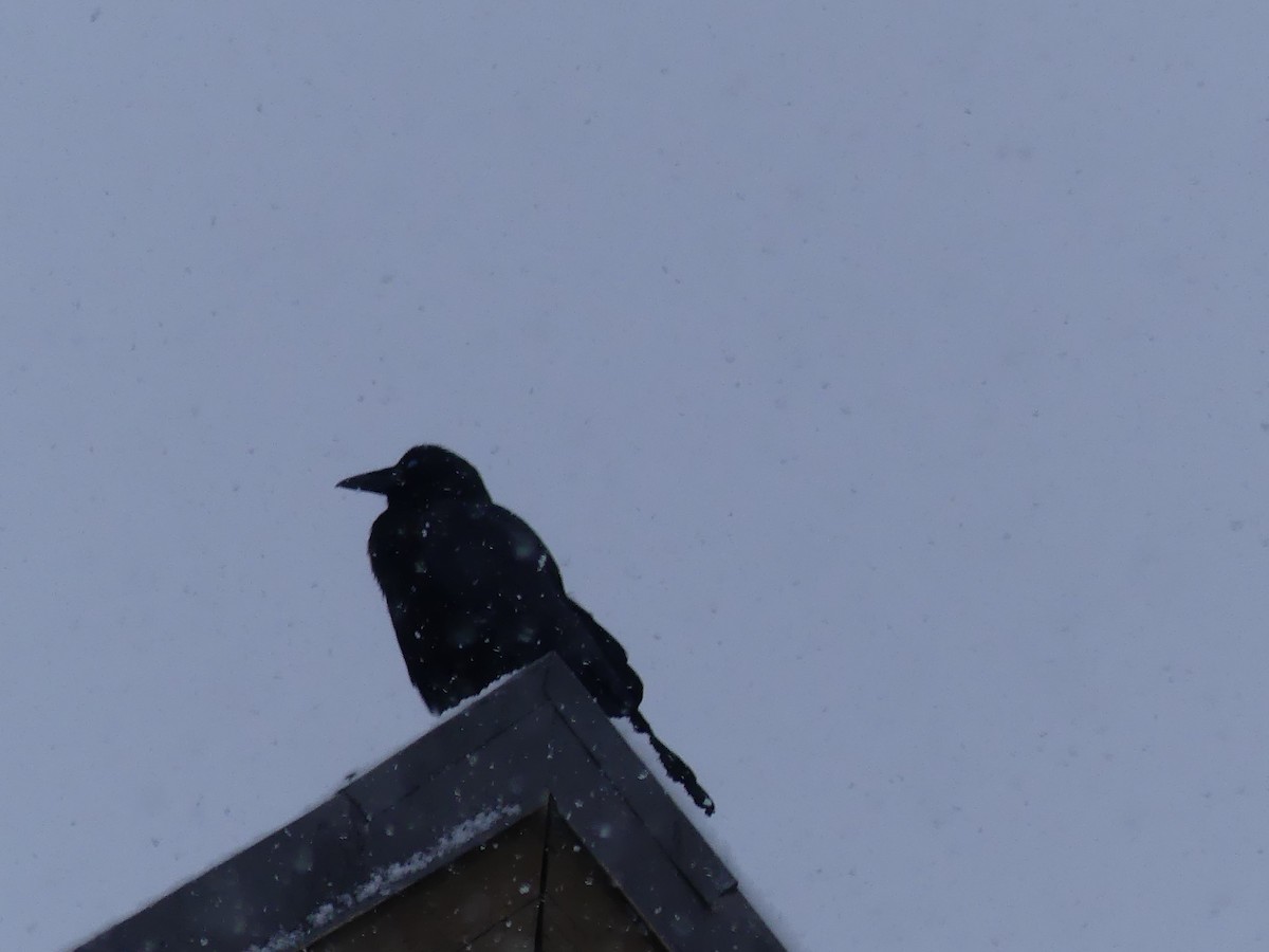 American Crow - ML87742771