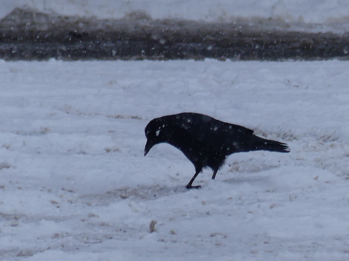 American Crow - ML87743031