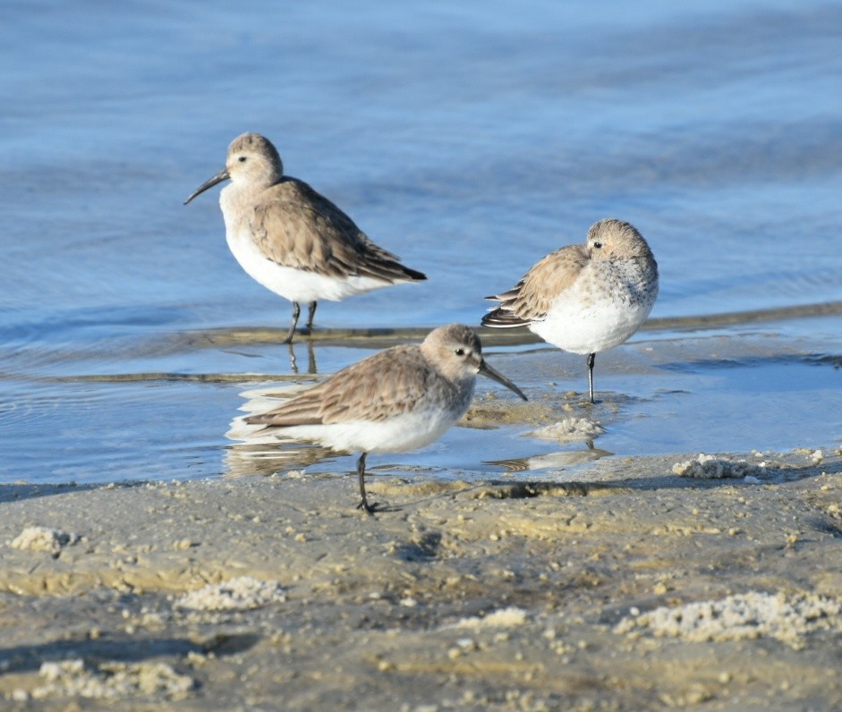 Dunlin - ML87743091