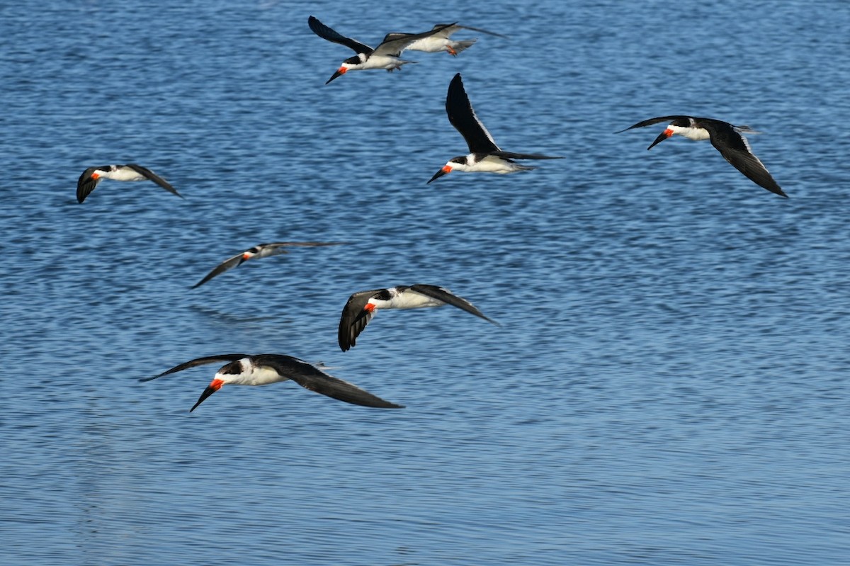 Black Skimmer - ML87743291