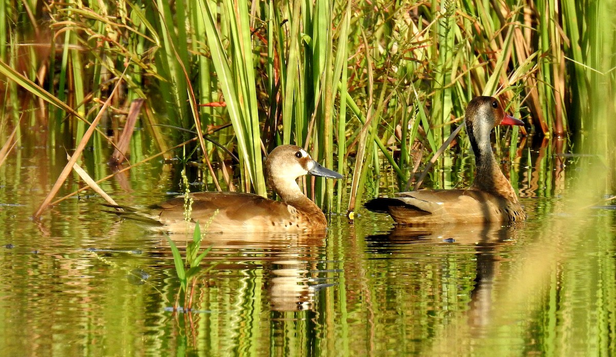 Brazilian Teal - Fernando Angulo - CORBIDI