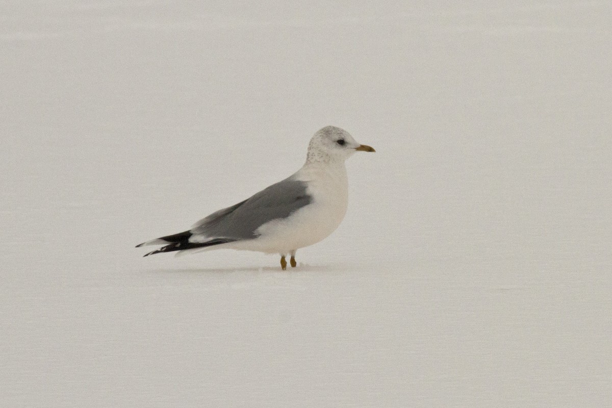 Common Gull (European) - Brian Morse