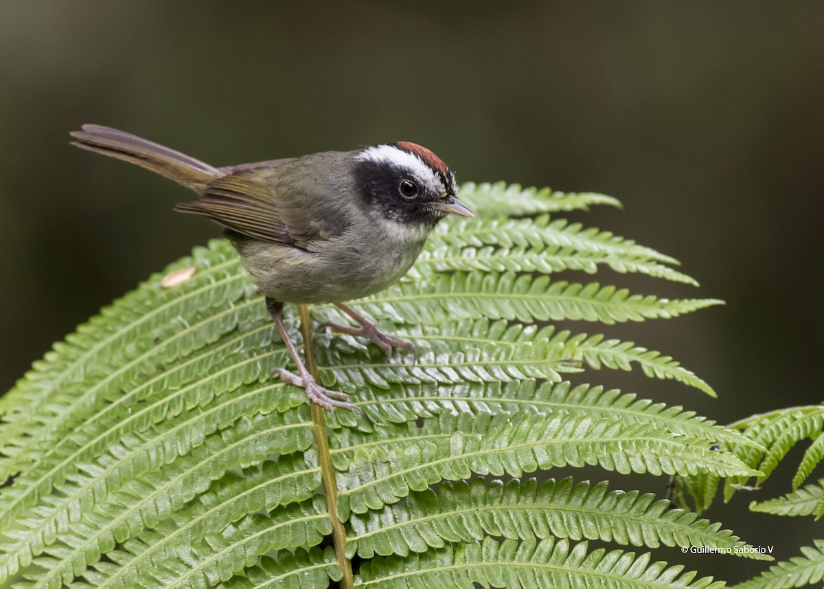 Black-cheeked Warbler - Guillermo Saborío Vega
