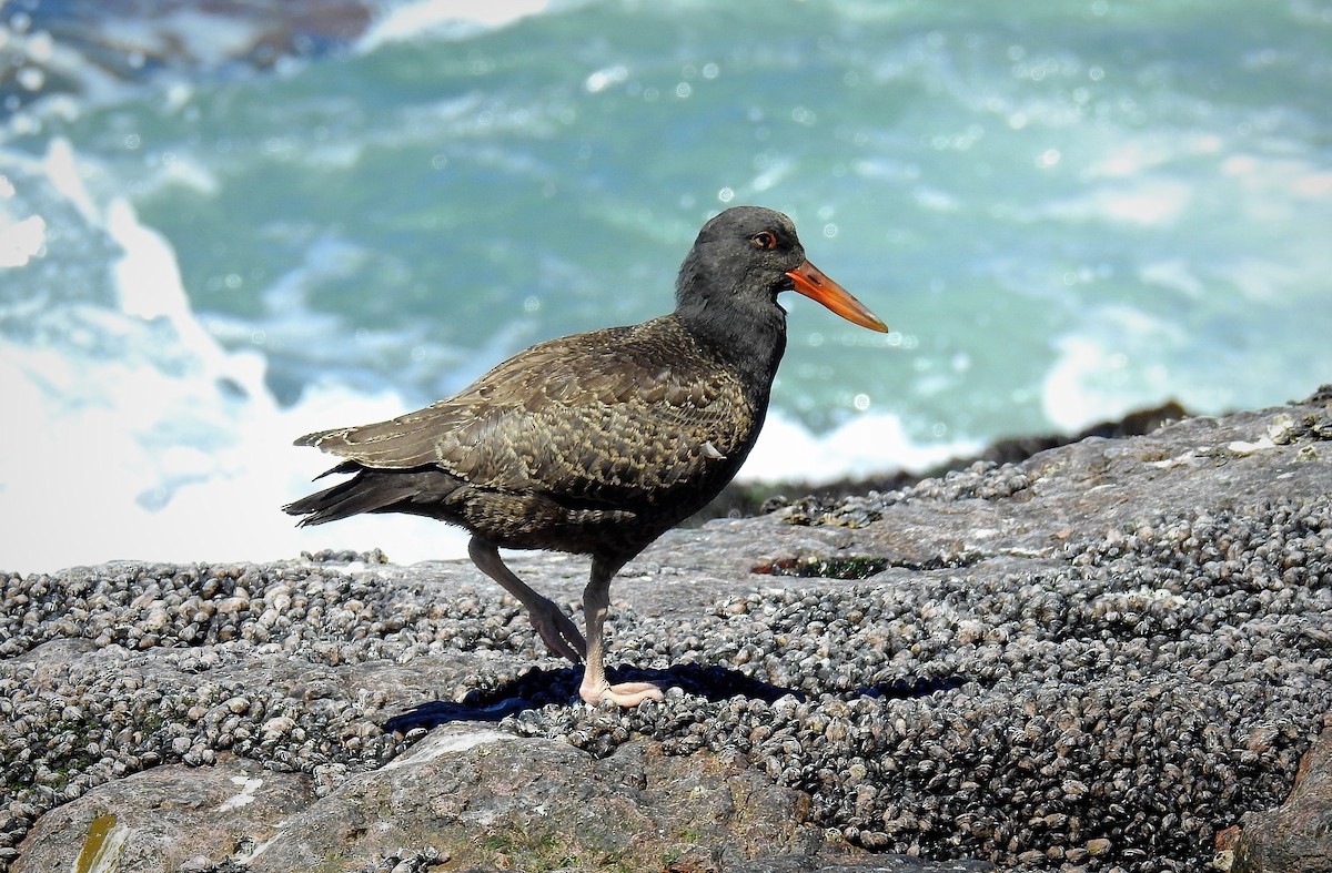 Blackish Oystercatcher - ML87749301