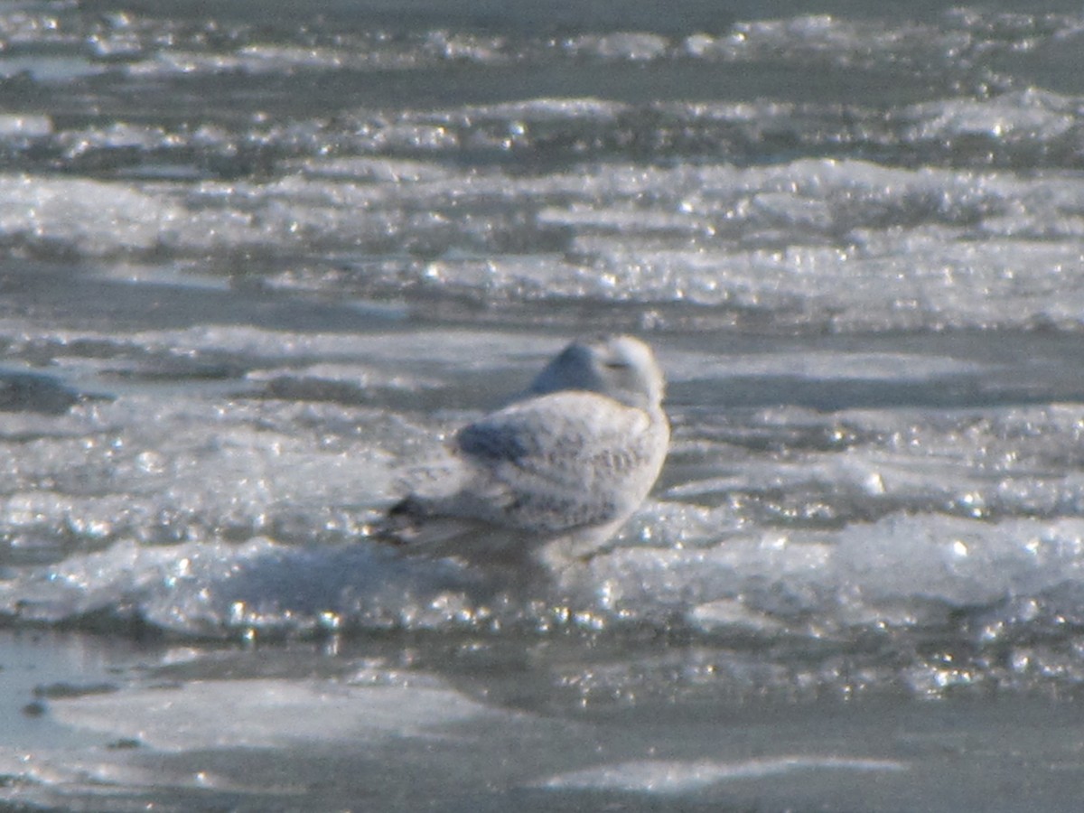 Snowy Owl - ML87750231