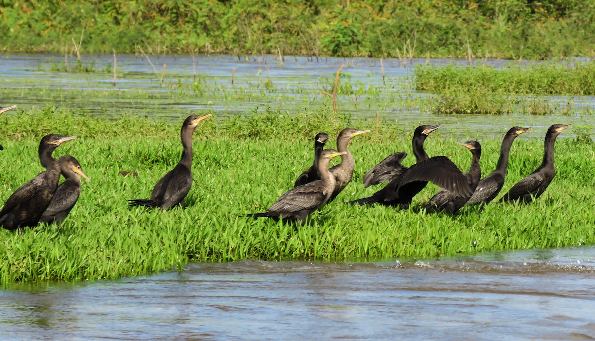 Neotropic Cormorant - Jana Lagan