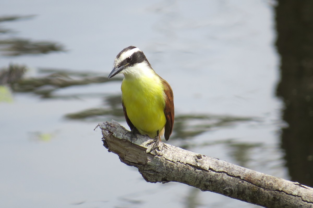 Great Kiskadee - ML87751711