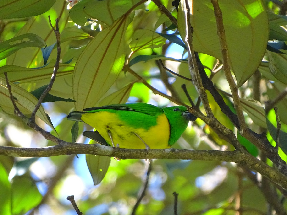 Blue-crowned Chlorophonia - Alfonso Auerbach