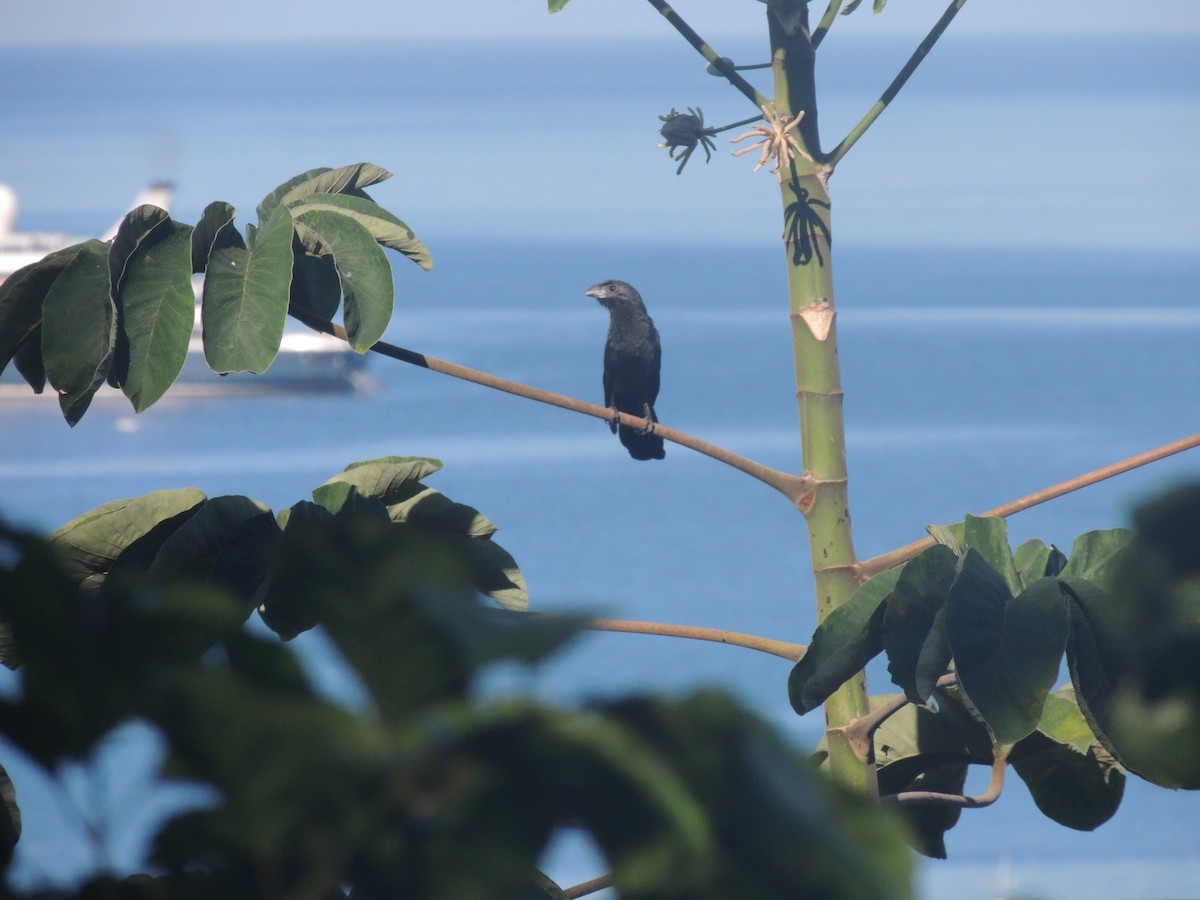 Groove-billed Ani - ML87754101