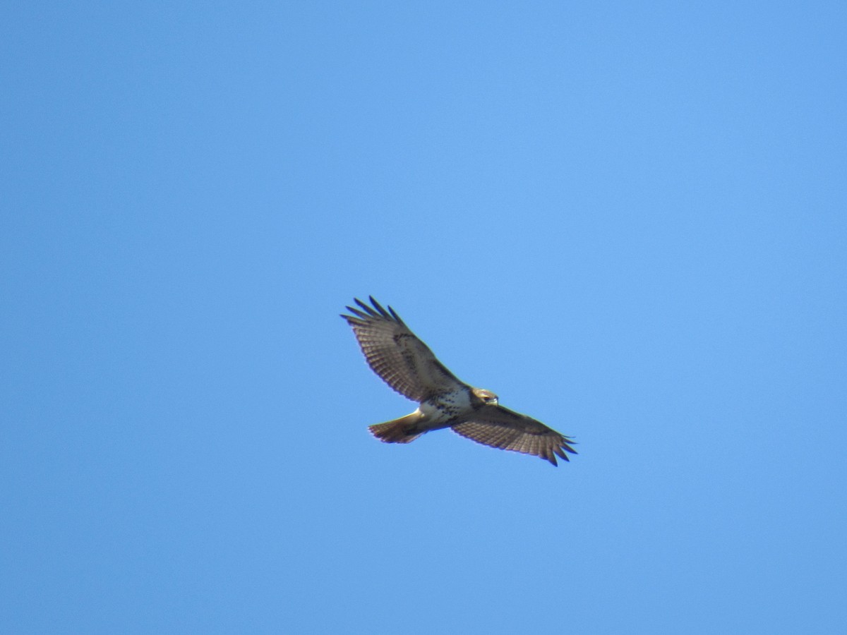 Red-tailed Hawk - ML87754161
