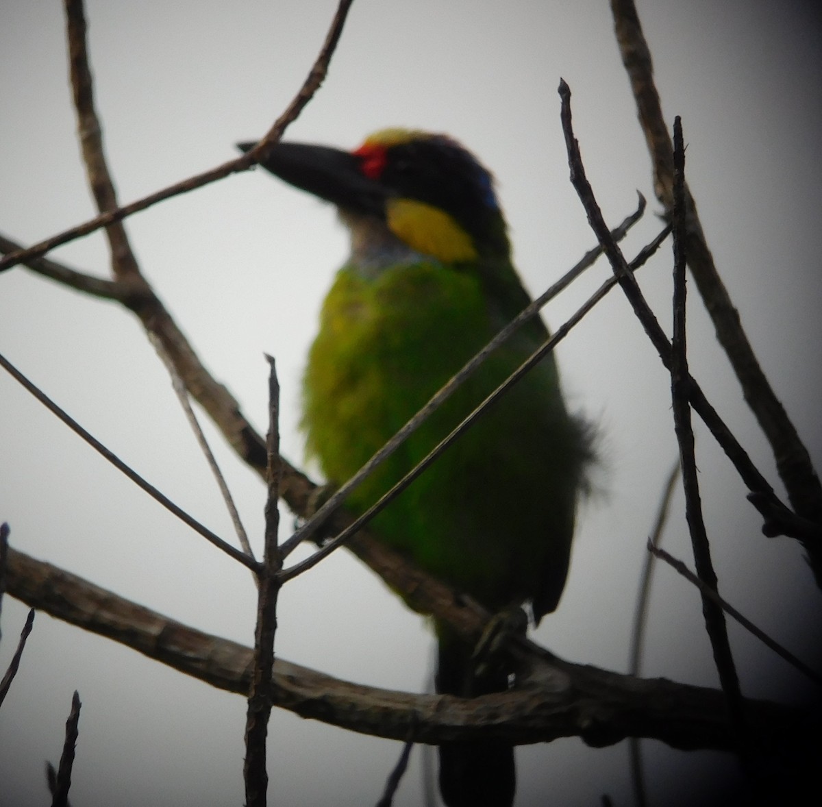 Gold-whiskered Barbet (Gold-faced) - ML87754761