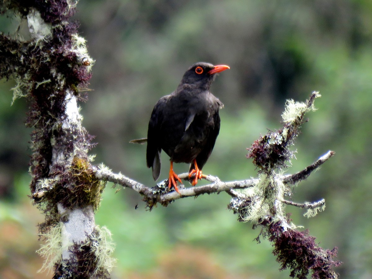 Great Thrush - Edison🦉 Ocaña