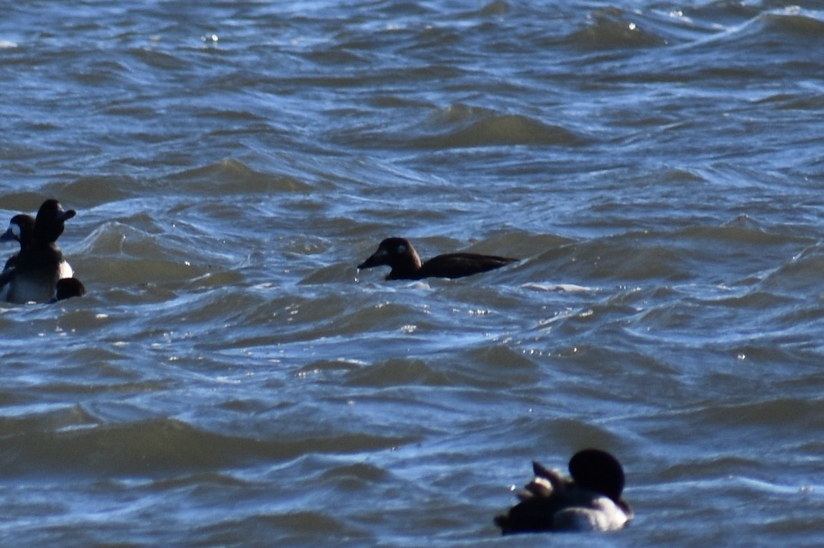 White-winged Scoter - ML87755401